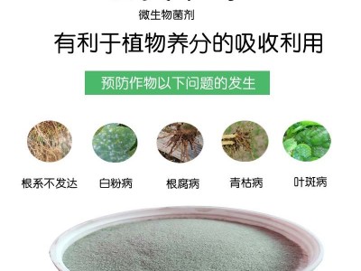 米力琪 哈茨木霉菌 预防根部病害 土传病害 防根腐病微生物菌剂图4