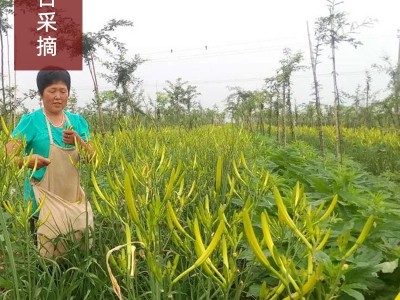 2022年新黄花菜干货散装脱水直条金针菜批发箱装产地现货直发图3