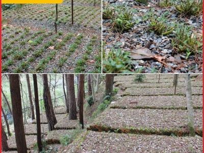 斛药师霍山产铁皮石斛枫斗五年特级仿野生种植基地批发直供石斛粉图2