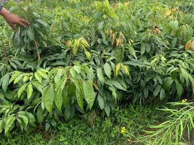 广西果树苗优质荔枝树苗桂味荔枝妃子笑荔枝仙进奉荔枝苗基地批发图3