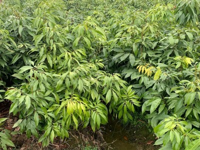 广西果树苗优质荔枝树苗桂味荔枝妃子笑荔枝仙进奉荔枝苗基地批发图5