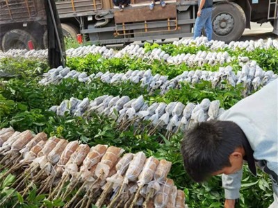 荔枝果苗 嫁接妃子笑荔枝苗批发 果树苗 基地+市场直销图4