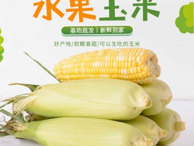 云南新鲜蔬菜玉米基地现摘牛奶脆甜玉米爆浆嫩玉米棒生吃水果（价格面议）图5