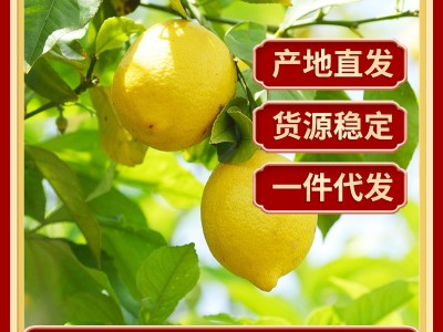 四川安岳柠檬鲜果批发 当季新鲜水果产地直发尤力克3级黄柠檬代发图4