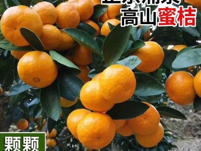 橘子新鲜正宗临海涌泉蜜桔 无核薄皮桔子5斤10斤整箱当季水果包邮图3