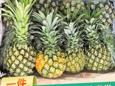 云南金钻凤梨当季新鲜水果手撕凤梨新鲜多汁无眼台湾香水菠萝代发图1