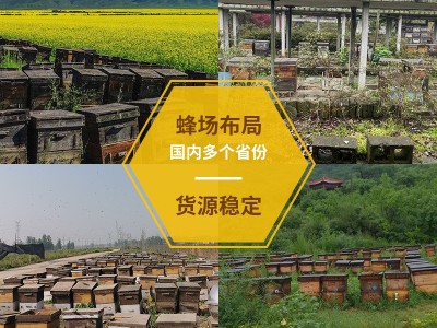 蜂蜜桶装75公斤百花蜂蜜洋槐散装土蜂蜜批发农家自产蜂蜜厂家代发图3