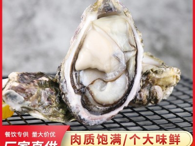 福建沿海海鲜半壳生蚝烧烤食材肉质肥嫩新鲜单冻半壳生蚝支持贴牌图2