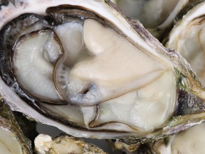 福建沿海海鲜半壳生蚝餐饮烧烤食材肉质肥嫩新鲜冻生蚝肉支持贴牌图2