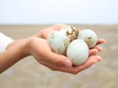 恋潮牌 广西北部湾红树林海鸭蛋 特大 松花蛋 咸蛋 皮蛋 厂家直销   20件起批图5