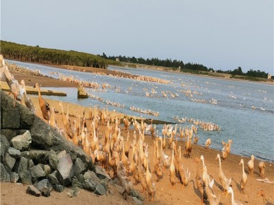 鸭中宝海鸭蛋 20个（70克）北部湾红树林流油熟咸鸭蛋厂家直销  2盒起批图2