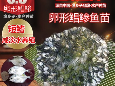 金鲳鱼苗 鲳鱼苗 金鲳鱼孵化培育 黄特鲳鱼苗 黄腊鲳鱼苗 金鲳鱼图1