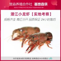 湖北潜江养殖清水鲜活小龙虾批发餐饮 青红壳肉质饱满干净