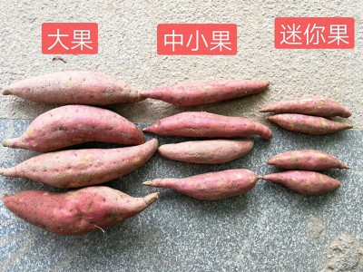 福建六鳌蜜薯新鲜沙地地瓜红心非紫薯小番薯香薯10斤包邮香糯蜜甜图3