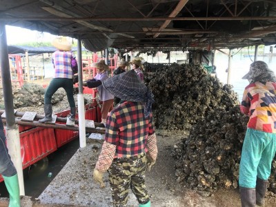 广东生蚝鲜活宵夜商用带壳生蚝烧烤摆地摊一箱100斤夜市湛江包邮图3