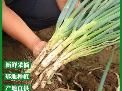 四季葱聪苗菜蒜保鲜大葱厂家直销安丘大葱批发新鲜蔬菜 40千克起批图3