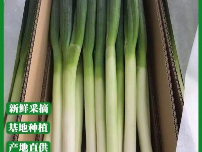 四季葱聪苗菜蒜保鲜大葱厂家直销安丘大葱批发新鲜蔬菜 40千克起批图4