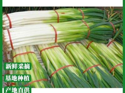 四季葱聪苗菜蒜保鲜大葱厂家直销安丘大葱批发新鲜蔬菜 40千克起批图2