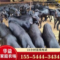 黑山羊小羊活苗批发养殖场常年出售努比亚黑山羊羊羔40斤活山羊