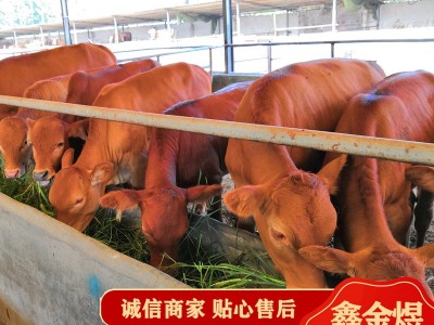 黄牛肉牛犊改良 肉牛价格怎么样 养殖批发牛苗 肉牛活牛图2