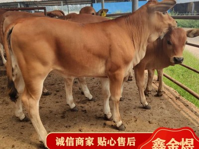 黄牛肉牛犊改良 肉牛价格怎么样 养殖批发牛苗 肉牛活牛图1