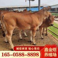 黄牛肉牛犊改良 肉牛价格怎么样 养殖批发牛苗 肉牛活牛