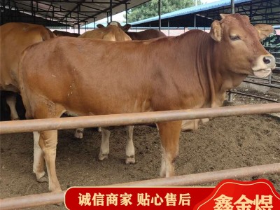 黄牛肉牛犊改良 肉牛价格怎么样 养殖批发牛苗 肉牛活牛图4