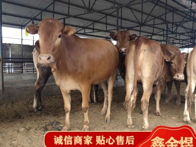 黄牛犊改良肉牛鲁西黄牛 2022广西地区肉牛行情长期出售活体牛苗图4