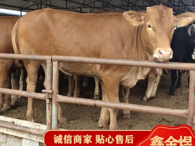 黄牛犊改良肉牛鲁西黄牛 2022广西地区肉牛行情长期出售活体牛苗图3