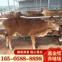黄牛犊改良肉牛鲁西黄牛 2022广西地区肉牛行情长期出售活体牛苗