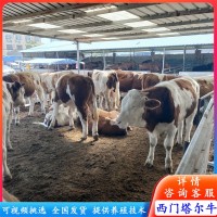 广西改良肉牛苗 西门塔尔牛犊3-5个月的小牛犊 鲁西黄牛价格