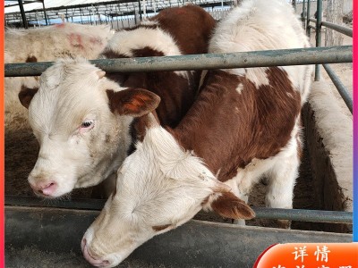 订购肉牛改良牛 西门塔尔牛犊 夏洛莱牛苗价格 西门塔尔牛养殖场图1