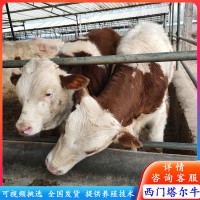 订购肉牛改良牛 西门塔尔牛犊 夏洛莱牛苗价格 西门塔尔牛养殖场