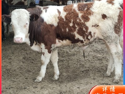 订购肉牛改良牛 西门塔尔牛犊 夏洛莱牛苗价格 西门塔尔牛养殖场图4