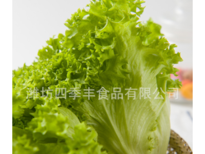 罗莎绿生菜叶新鲜农产品 当季采摘净菜凉拌生菜 超市餐厅袋装供应图4