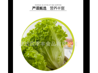 罗莎绿生菜叶新鲜农产品 当季采摘净菜凉拌生菜 超市餐厅袋装供应图2