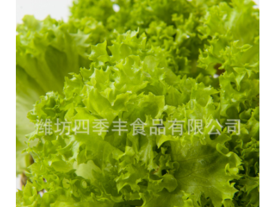 罗莎绿生菜叶新鲜农产品 当季采摘净菜凉拌生菜 超市餐厅袋装供应图3