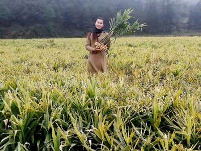 姜道缘厂家批发 贵州省高原有机小黄姜 生姜 24小时发货图3