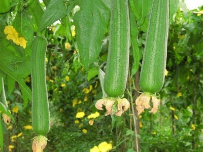 散装丝瓜种子优质胜瓜菜瓜棱角丝瓜籽可洗刷用蔬菜肉丝瓜种子批发图3