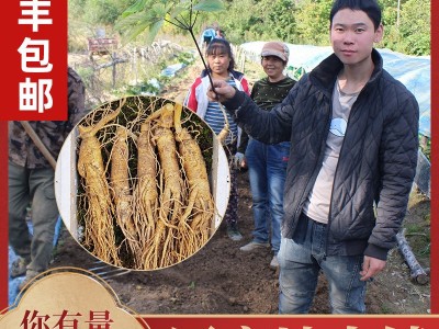 鲜人参500g长白山人参一手货源带土鲜参泡酒煲汤参坏包赔现挖现卖图2