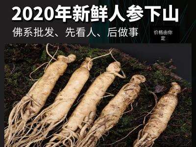 鲜人参500g长白山人参一手货源带土鲜参泡酒煲汤参坏包赔现挖现卖图3