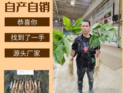 鲜人参500g长白山人参一手货源带土鲜参泡酒煲汤参坏包赔现挖现卖图2