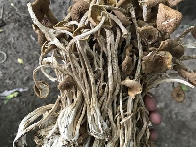 君志 2020新货 开伞茶树菇干货批发 江西广昌茶树菇500g散装香菇  2件起批图4