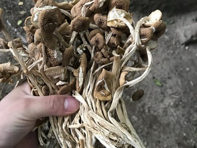 君志 2020新货 开伞茶树菇干货批发 江西广昌茶树菇500g散装香菇  2件起批图3