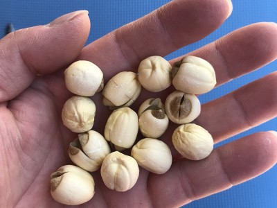 君志 江西广昌通芯白莲手工去芯无芯莲子干货批发 500g散装大颗粒图5