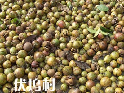 农家山茶籽加工浓香初级压榨山茶油茶叶籽油苦茶原油小榨定制生产图4