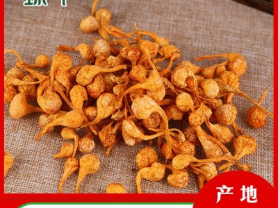 东北干货大孢子头虫草花北虫草金虫草批发零售粒子大饱满含孢子粉图4