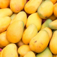 应季水果圣德龙芒果9斤装 新鲜现摘农产品云南缅甸厂家 2件起批