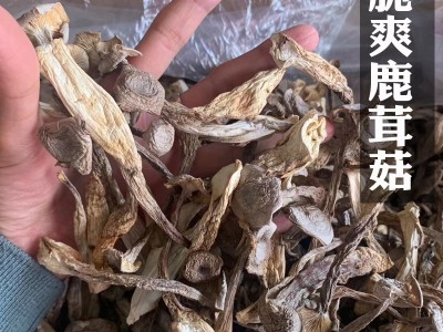 鹿茸菇干货500g鹿茸菌云南特产食用菌菇煲汤料香菇批发代发图2