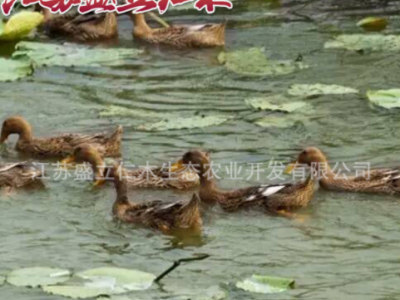 大种麻鸭苗 麻鸭苗价格 大品种麻鸭 水鸭苗 孵化场供应高产蛋鸭苗图3